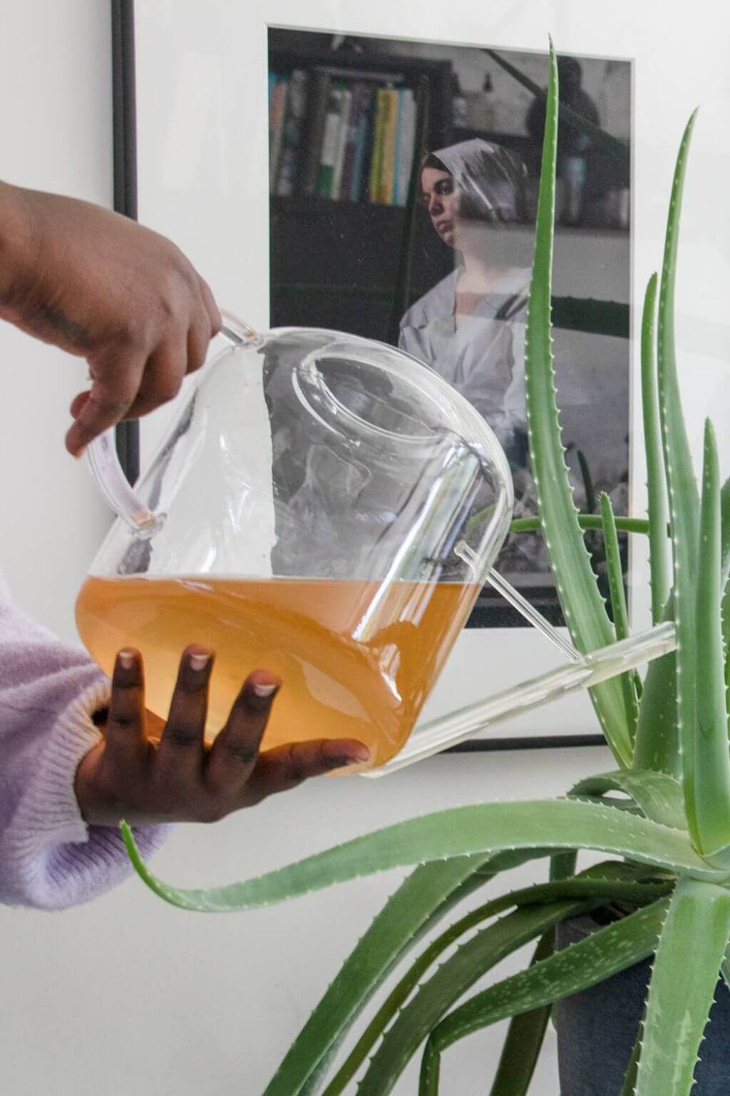 Watering houseplants with organic plant nutrient solution