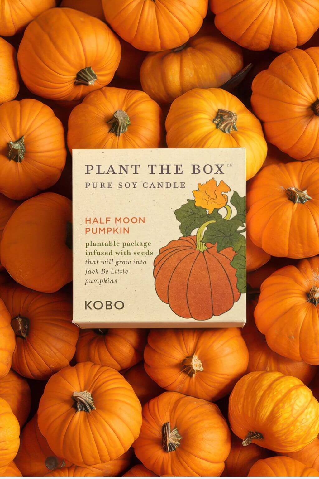 Half Moon Pumpkin | "Plant the Box" Jar Candle