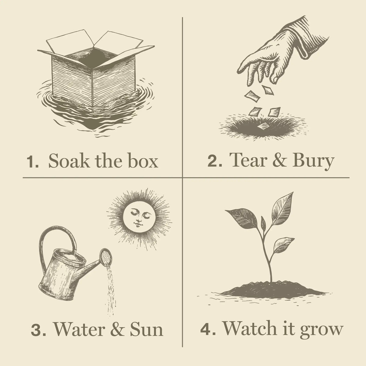 Illustrated steps for growing a plant with text labels on a beige background