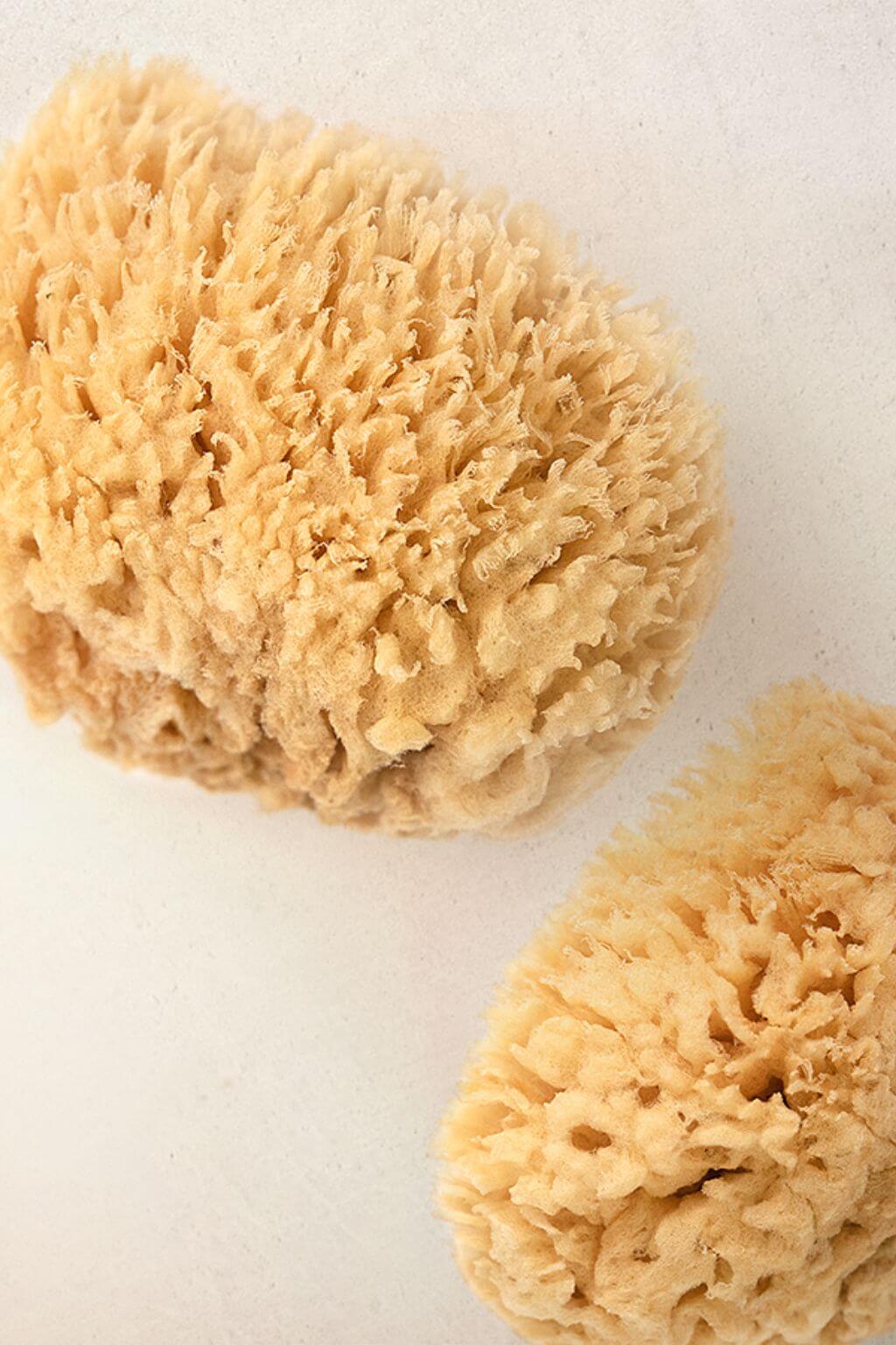 Two natural sea sponges with soft porous texture