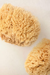 Natural Sea Sponge