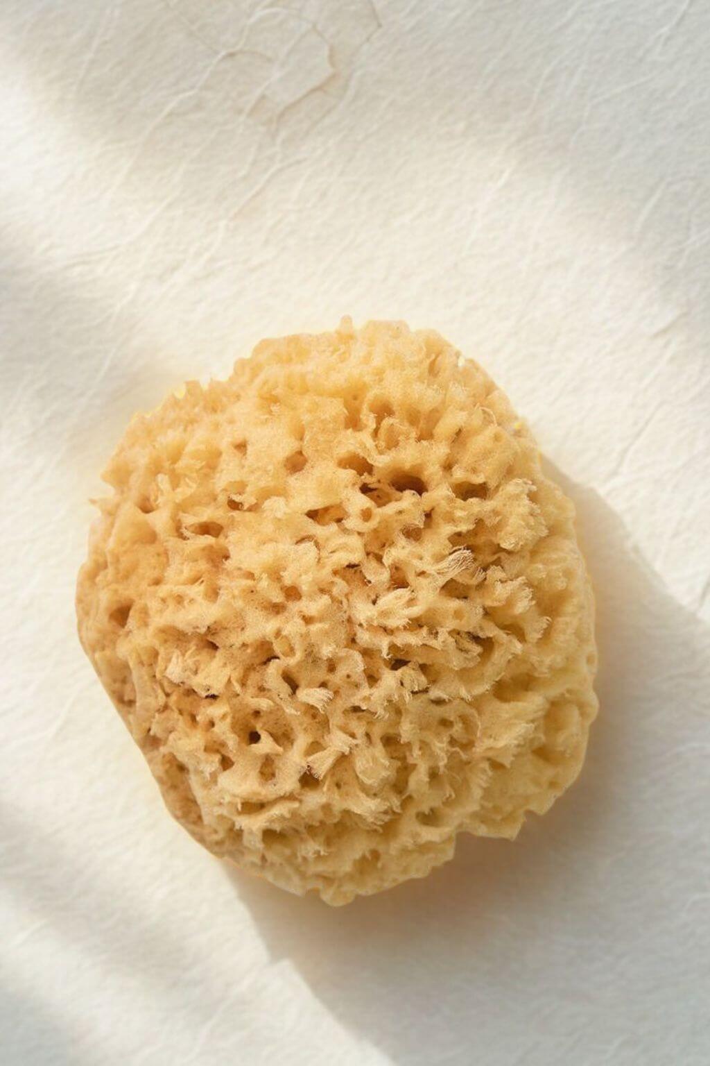 Natural sea sponge in soft morning light