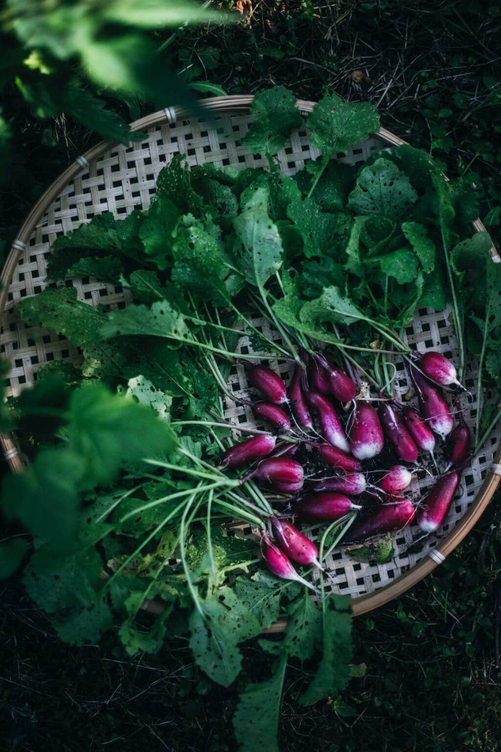 Freshly harvested radishes and leafy greens in woven basket