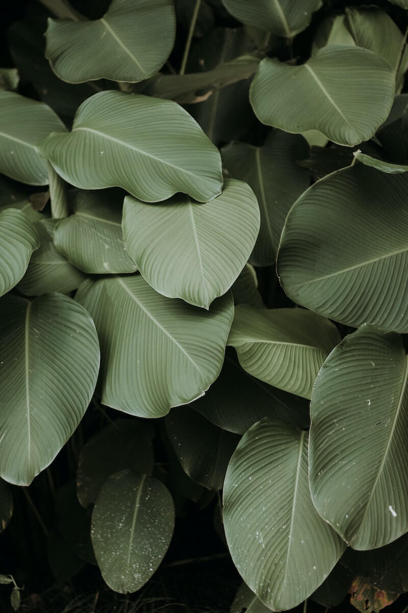 Dear Juniper: Living in Deep Reverence, Lush Verdant Leaves
