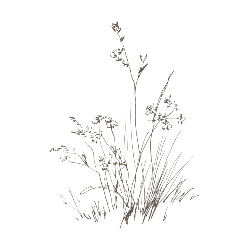 Minimalist line art illustration of wild grasses and small flowers in a dark brown or sepia tone on a solid white background.