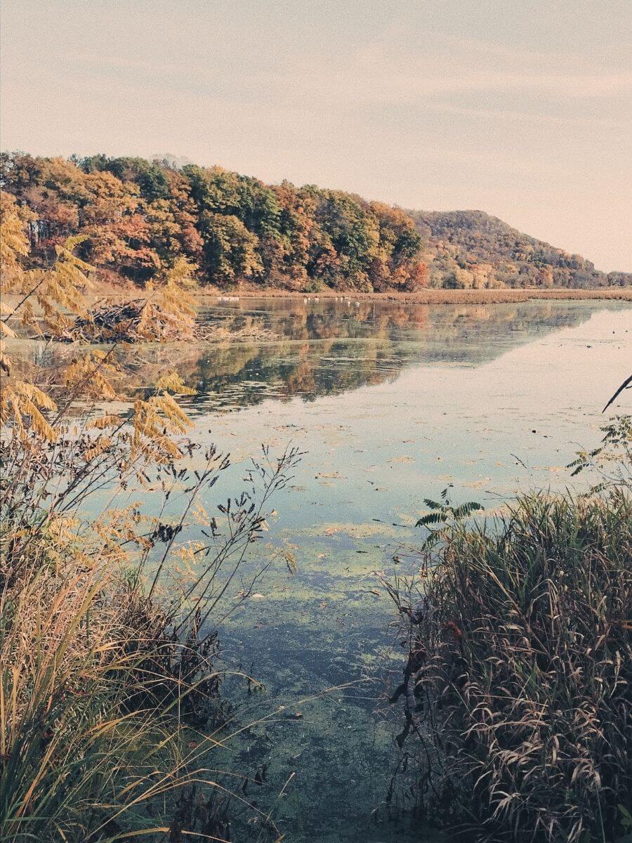 A scenic landscape photograph of a calm lake with autumn trees on the opposite shore, reeds in the foreground, and a soft vintage-toned sky.