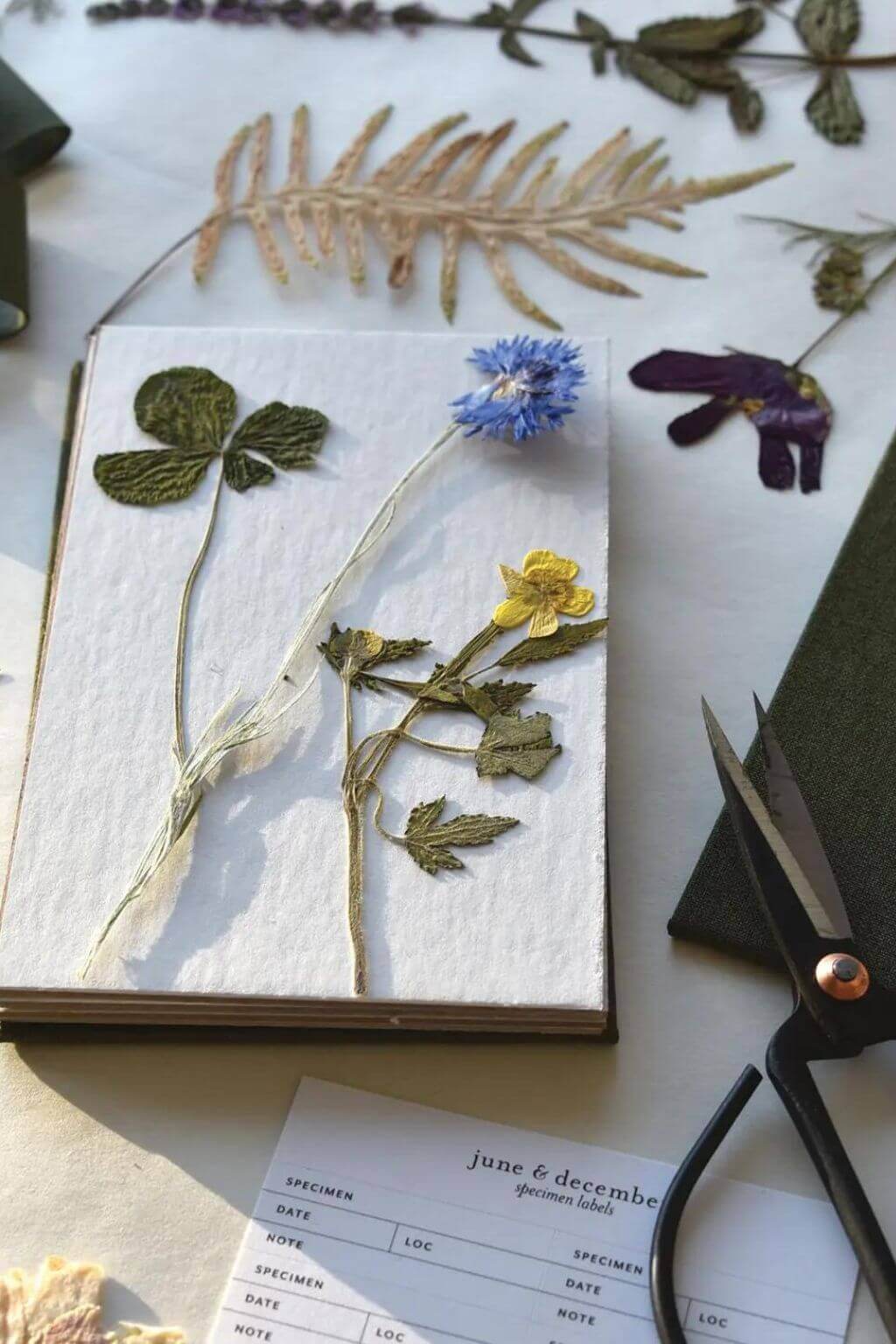 Flower Press Kit | Field Flower Press for Botanical Preservation