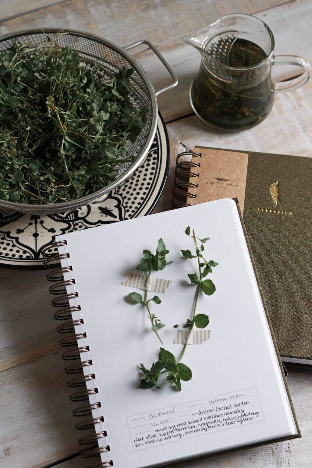 Herbarium Journal | Botanical Specimen Collecting Journal