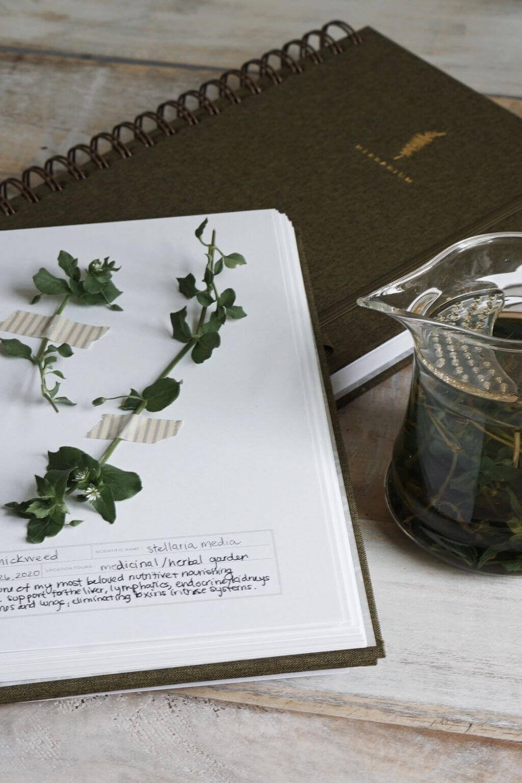 Herbarium Journal | Botanical Specimen Collecting Journal