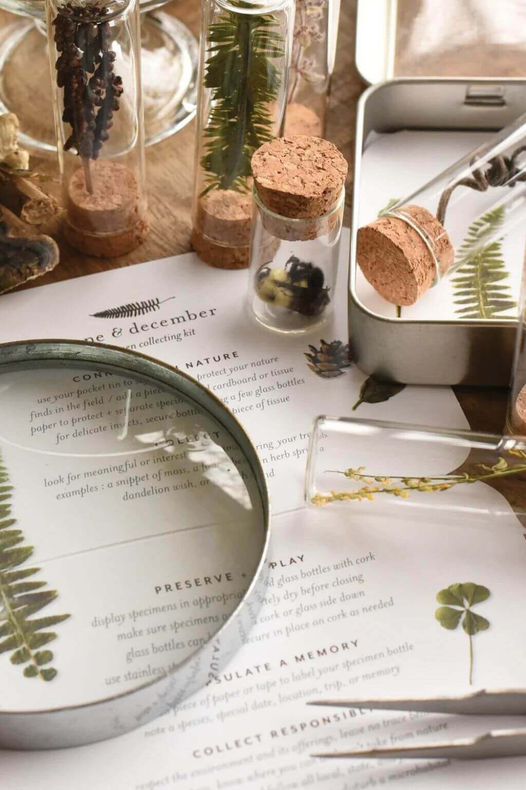 june_december-nature-specimen-kit-5.jpg